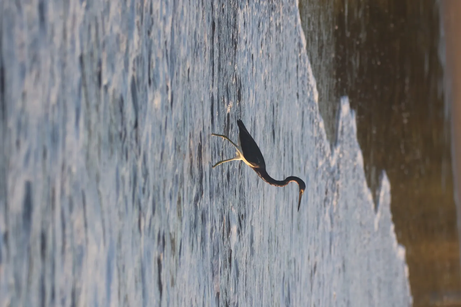 Tricolored heron, Costa Rica